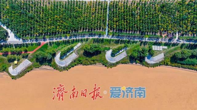 金色盛宴即将开启！济南黄河银杏林最佳观赏期预告，收好这份打卡攻略