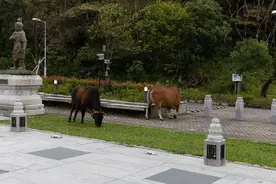 香港记事︳山上的动物图片