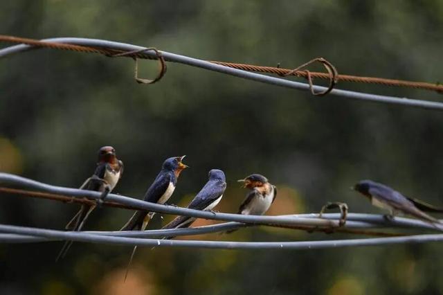 西安冬季观鸟指南 赴一场“飞羽之约”