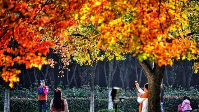 还有谁不知道，逛洛阳真的不用花钱