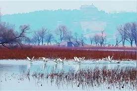 候鸟北归昆明湖变“天鹅湖”图片