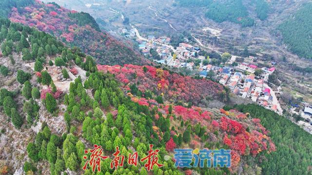 藏于深山待人识！济南西营李家庄东侧山野披“红装”，免费打卡正当时