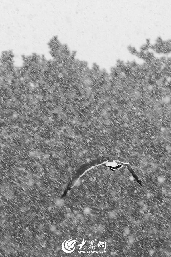 四季予你｜烟台：雪舞海畔，海鸥争涛