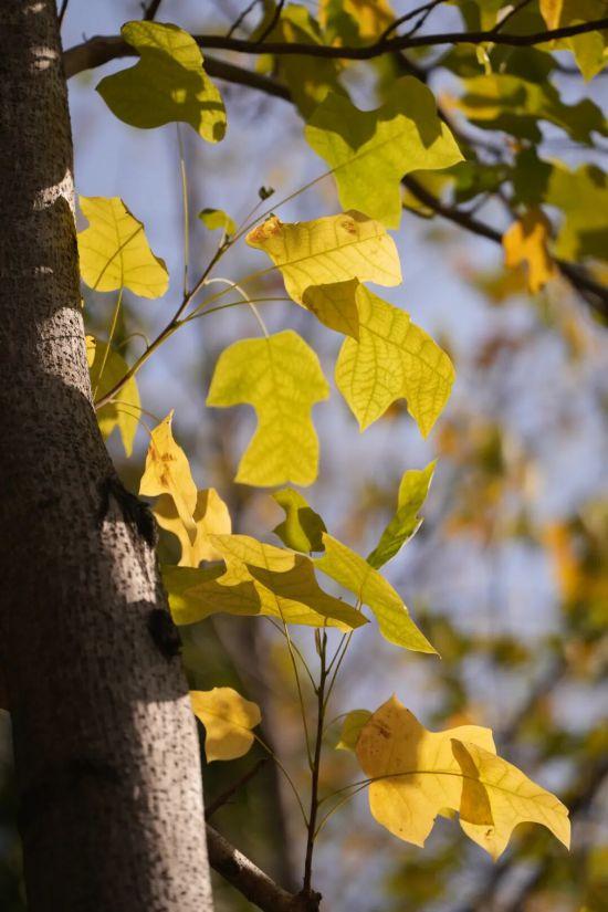 这场秋日浪漫别错过 申城落叶道体验进入倒计时