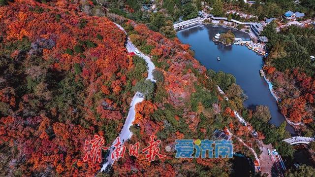 济南红叶谷：万山红遍层林尽染，秋日胜景醉游人
