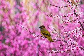 早安重庆 | 鸟语花香【3月4日】图片