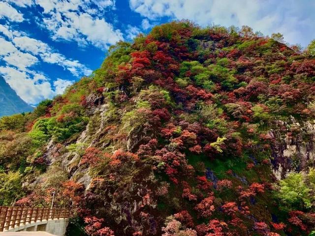 这里红叶进入“巅峰”，抓紧时间，真的会落！