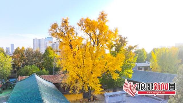 “杏”会临沂美到刷屏！这份实景攻略帮您解锁最美秋意！