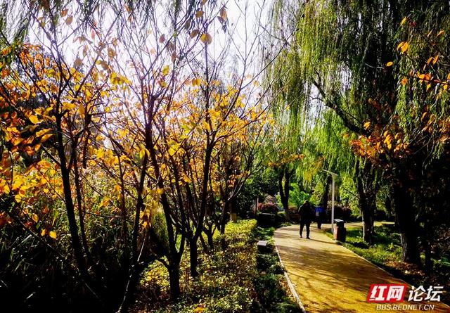 落叶、湖光与暖阳，解锁津市三湖公园的冬日浪漫