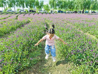 呼和浩特：花色倾城