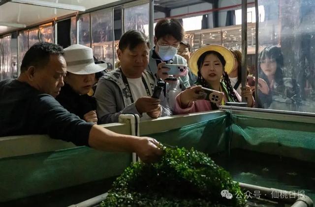 网络大V寻味仙桃,最赞叹的是→