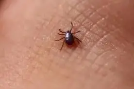 蜱虫进入活跃期 疾控专家提醒公众科学防范图片