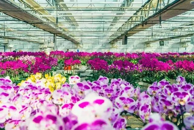 春节来江宁！这份潮玩指南快收好→