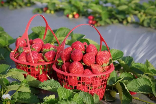 平时不出门，但如果是翔安的果蔬熟了，那我得跑着去！