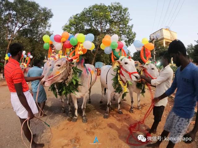 打卡新加坡丰收节！小印度节日氛围要拉满了