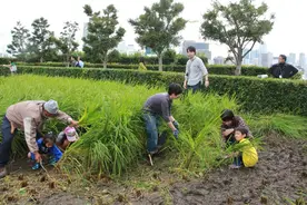 新闻调查｜日本如何对待秸秆焚烧图片