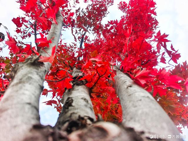 滨河公园枫叶红，多彩秋意景色浓