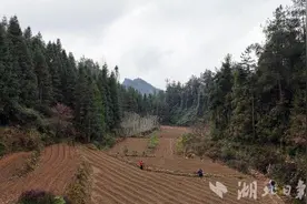 来凤：藤茶之乡备耕忙图片