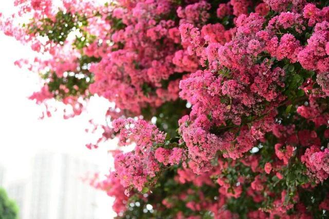 紫薇花开，来昆明邂逅夏日浪漫~