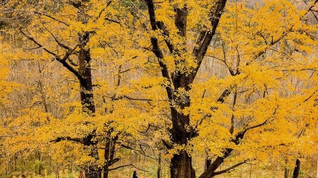 “刷爆”洛阳人朋友圈的金色，谁看谁心动～