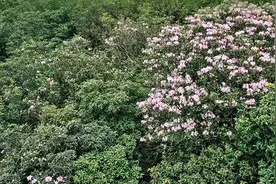99元打“飞的”去梧桐山赏花！罗湖发布多条低空花游限时航线图片