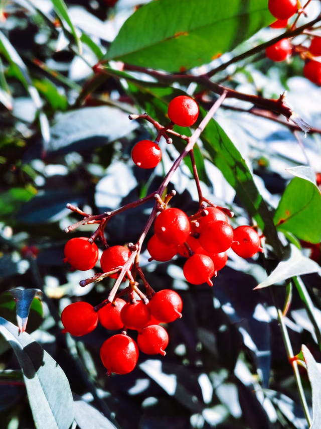 寒风里的紫竹院：景暖心更暖
