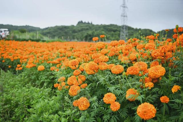 弥勒这花海美景又上线了！产值数千万元