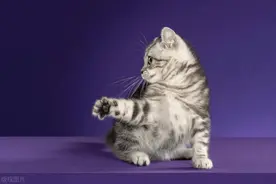 当代散文|救猫记图片