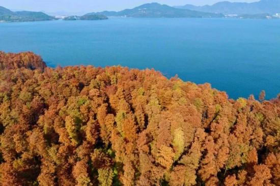 杉杉“红”了！长三角这些地方正上演视觉大秀