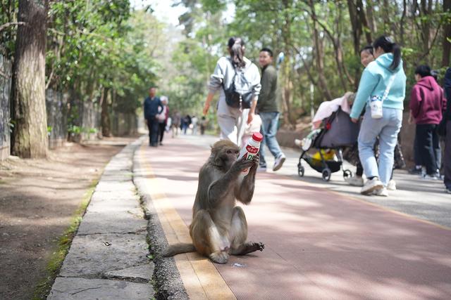 黔灵山等地猕猴伤人调查：游客主动投喂行为防不胜防