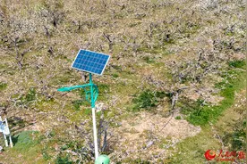 安徽砀山：梨花香满致富路图片
