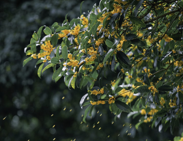 贵溪：几度秋意浓 满城桂花香！