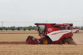 全省首家千亩无人农场小麦收割完毕图片