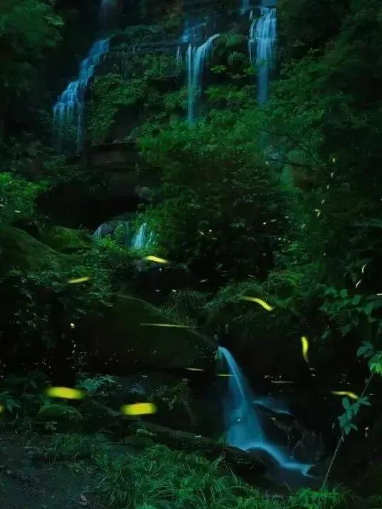 今年第一波萤火虫,可!以!看!了!