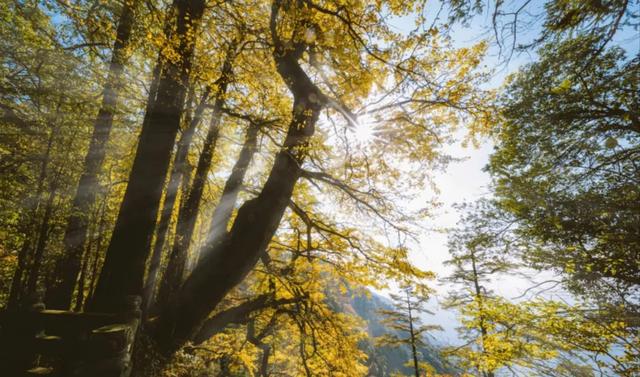 临安，一座被银杏腌入味的城市