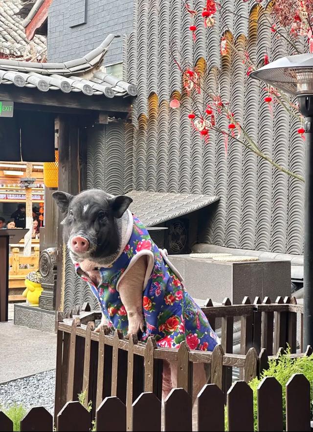 撸猪、攀岩……云南这些咖啡馆太会玩