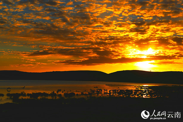 治愈系大片！鹤舞霞光里的诗行