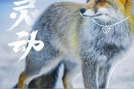 【冰雪旅游看川西】狐狸界的“苏妲己”——赤狐图片
