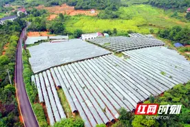 永州经开区：发展精品葡萄种植 助力乡村振兴图片
