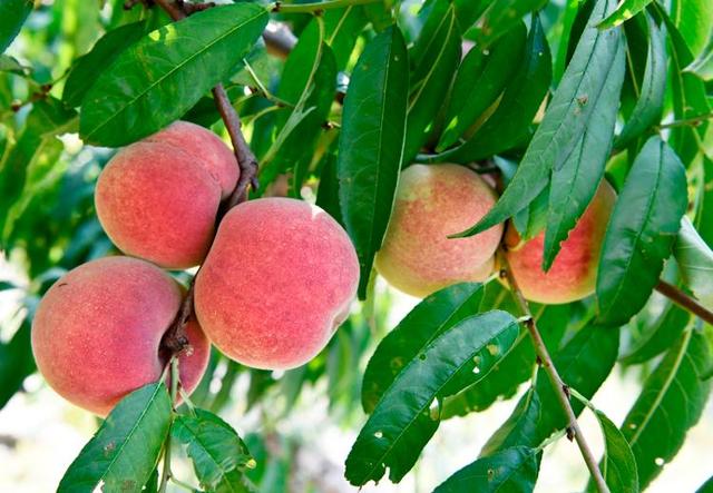 四季流转 多彩枣庄 | 红桃满枝红桃满枝