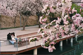 如云似锦！望京海棠花溪吸引市民前来打卡图片