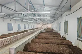 废弃猪舍“再上岗” 天麻开出“致富方”图片