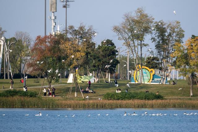 暖阳伴鸥舞 东安湖畔享周末好时光
