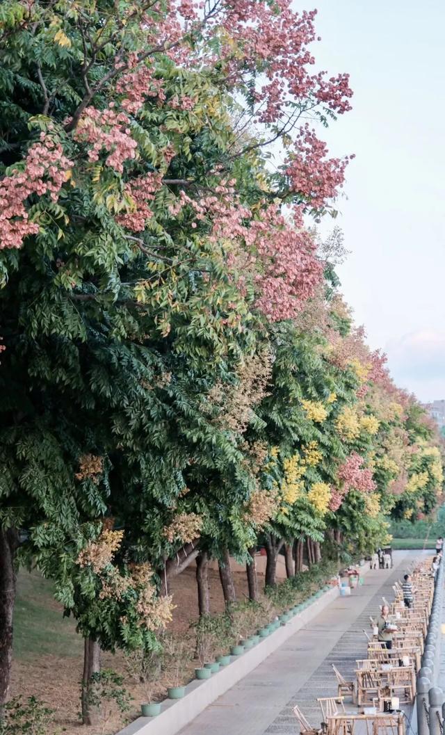 福州秋日限定浪漫已送达，附打卡点位→