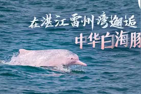 追逐、嬉戏、缠绵……湛江中华白海豚奇观画面，完美邂逅！图片