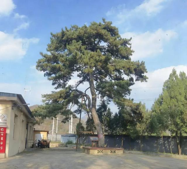 北京北极村帽山今春开建“古树花园”，预计今夏开放