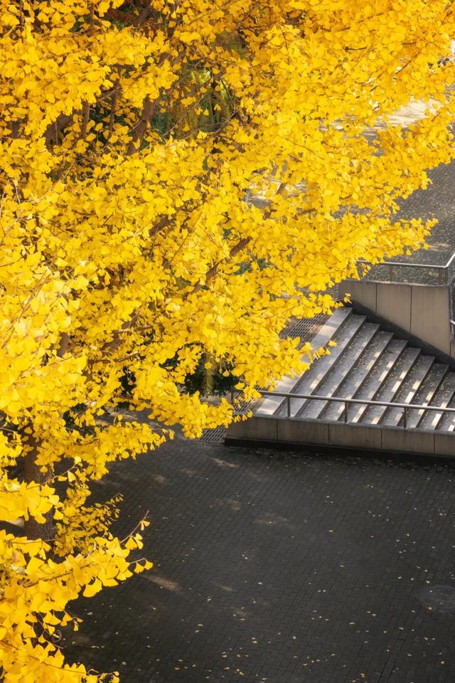 限时绝美！年度顶流！