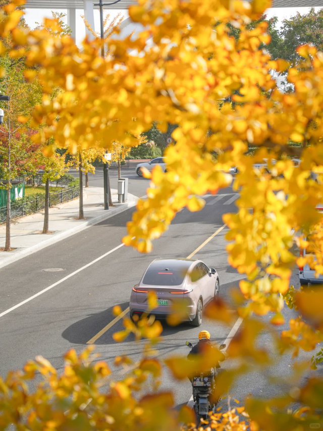 银杏黄了，乌桕红了！魔都绝美天桥美成调色盘，人少免费打卡→