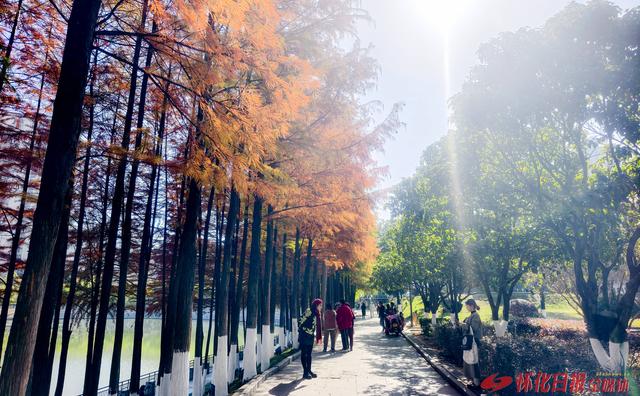 图说怀化｜水杉美景入画来