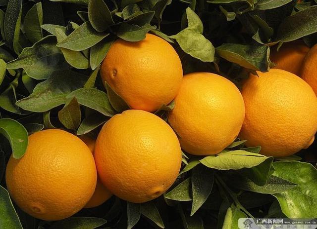 出发！广西这些水果迎来最佳赏味期